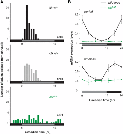 CLOCK deficiency disrupts circadian behavior and the molecular clockwork. (A) Profiles of adult eclosion in constant darkness (DD) of wild-type (+/+, black), heterozygous (+/−, gray) and homozygous mutant (out, green) siblings of a clock (clk) mutant line carrying a 4 bp deletion in exon 3, entrained to LD (15 hr light, 9 hr dark) throughout their larval and pupal stages. Eclosion occurred on the first and second d of DD. Data from both d are pooled and binned in 1 hr intervals. Effect of genotype on eclosion time, one-way ANOVA: P < 0.0002; Tukey posthoc test: clk+/+vs.clk+/−, P > 0.05; clk+/+vs.clkout, P < 0.01; clk+/−vs.clkout, P < 0.01. Black horizontal bars, subjective night; gray horizontal bars, subjective day. (B) Circadian expression of period and timeless in brains of wild-type (black lines) and homozygous mutant (dashed green lines) siblings of the clk mutant line entrained to LD throughout their larval and pupal stages. Values are mean ± SEM of three animals, except for circadian time 0 (CT0) in clkout, which represents the mean of two animals. Interaction genotype × time, two-way ANOVA: per, P < 0.0001; tim, P < 0.01. Box shading: gray, subjective day; black, subjective night.