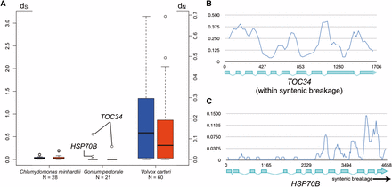 Molecular evolutionary analyses of volvocine algal gametologs. (A) Box-whisker plots comparing the distributions of dS (blue) and dN (red) values for Chlamydomonas reinhardtii, Gonium pectorale, and Volvox carteri. Open dots in G. pectorale are values for indicated genes. (B) and (C) Sliding window plots of gametolog similarity (Pi) for TOC34 (B) or HSP70B (C). Position within each gene is indicated on x-axis by bp number beginning with the start codon.