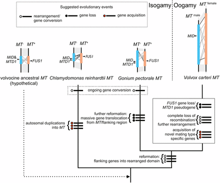 Possible evolutionary history for volvocine MT loci based on minimal changes necessary to explain observed results in this study and in previous studies (Ferris et al. 2002, 2010; De Hoff et al. 2013). Each proposed event is indicated by a thick line crossing the node accompanying a circle: open, rearrangement or gene conversion event; filled, gene loss; red, gene acquisition.