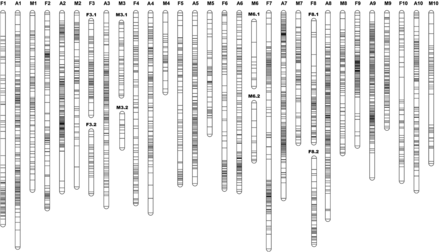 The sex-average and the sex-specific linkage maps, constructed using a hybridized family of Crassostrea gigas and C. angulata. The sex-average linkage groups are named A1–A10. The female linkage groups are named F1–F10. The male linkage groups are named M1–M10. The two linkage groups on the female map corresponding to A3 on the sex-average map are denoted F3.1 and F3.2, and represented as F3. The two linkage groups on the male map corresponding to A3 on the sex-average map are denoted M3.1 and M3.2, and represented as M3. M6.1 and M6.2 represent M6. F8.1 and F8.2 represent F8.