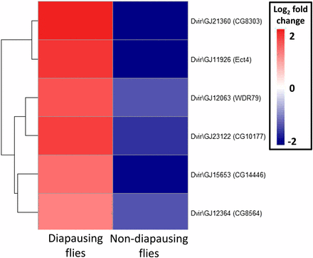 Heat map of the six contigs found to be DE in response to increasing day length in both diapausing and nondiapausing flies. Gene name is the highest significant blast hit, with D. melanogaster ortholog in parenthesis. DE, differentially expressed.