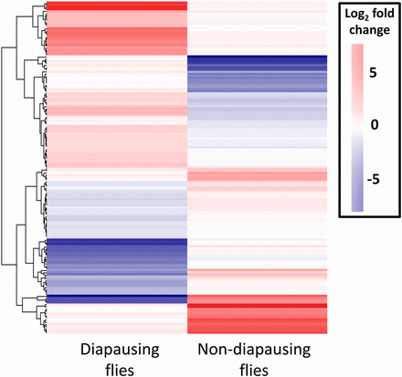 Heat map of all contigs found to be DE in response to increasing day length in diapausing and nondiapausing flies. Note the opposite patterns of expression for the majority of the contigs. DE, differentially expressed.