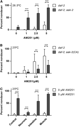 AM251 is inhibited by neuronal AMPK activity. (A) AM251 suppresses dauer formation in daf-2(e1368); aak-2(ok524) mutants at 26.5°. (B) The ability of AM251 to suppress dauer formation in daf-2(e1368) mutants is inhibited by the presence of constitutively active AAK-2 (daf-2(e1368); aak-2(CA)). (C) Constitutively active (CA) AAK-2 in neurons, but not in intestine or muscle, inhibits the ability of AM251 to promote reproductive growth in daf-2(e1368) at 25°. For all panels, pairwise comparisons are indicated: ** P < 0.01 *** P < 0.001. AAK, AMP-activated kinase subunit; AMPK, AMP regulated kinase.