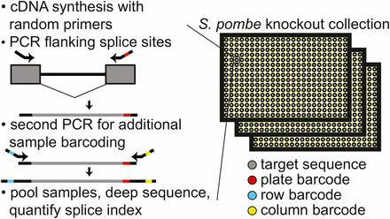 Schematic of workflow for quantitatively measuring splicing in the fission yeast deletion collection. After cell growth, RNA isolation, and cDNA synthesis with random primers, consecutive PCR reactions are performed using primers that flank an intron to amplify both spliced and unspliced RNA while appending sample specific barcodes and Illumina compatible ends. Estimates of splicing efficiency in each strain are determined by counting the number of spliced and unspliced sequencing reads derived from each sample. cDNA, complementary DNA; PCR, polymerase chain reaction.