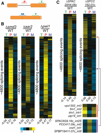 Known and predicted splicing factors display global splicing defects. (A) Splicing sensitive microarrays contain probes for quantification of total (T), pre-mRNA (P), and mature (M) mRNA levels. (B) Deletion of known splicing factors smd3, aar2, and pwi1 each display global splicing defects. Each row represents the relative measurements for total, pre-mRNA, and mature mRNA for a particular splicing event. Numbers below each column represent the median value within the column. Rows from each sample are independently sorted by hierarchical clustering and displayed for only those events for which data were available for all three probe types. (C) Global splicing phenotypes of the ΔSPAC20H4.06c and ΔSPCC162.01c strains. The orange and purple bars highlight specific splicing events showing decreases or increases in splicing efficiency, respectively. mRNA, messenger RNA; WT, wild type.