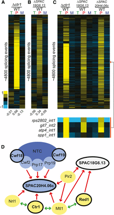 Deletion of factors involved in heterochromatin formation strongly impact global splicing. Splicing sensitive microarrays for Δctr1 (A) and ΔSPAC18G6.13 (B) reveal global splicing defects for each. Microarrays contain probes for quantification of total (T), pre-mRNA (P), and mature (M) mRNA levels. Splicing events for each mutant were sorted independently using hierarchical clustering and displayed for only those events for which data were available for all three probe types. (C) A comparison of the splicing defects on common targets reveals a large overlap among all three of these deletion strains, with a subset of events highlighted by the orange bar. (D) Known physical interactions between several components of the silencing pathway and the splicing pathway. Red arrows indicate previously published one-way physical interactions. Green arrows indicate two-way interaction. Blue ovals represent splicing factors, while yellow ovals represent members of the NURS and/or MTREC complexes. Black outlines note the components whose deletions caused splicing defects in this study. Previously described physical interactions between known splicing factors and components of the NURS and MTREC complexes, together with our observations that deletion of these components result in large accumulations of unspliced transcripts and decreases in spliced transcripts, suggest that these components may have a more direct role in splicing regulation. mRNA, messenger RNA; NURS, nuclear RNA silencing; WT, wild type.
