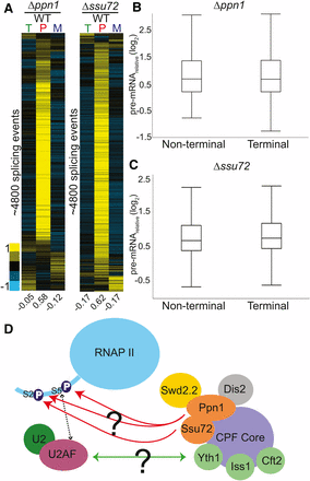 Deletions of 3ʹ end processing factors result in global splicing defects. Splicing sensitive microarrays for Δppn1 (A) and Δssu72 (B) strains each show broad splicing defects. Microarrays contain probes for quantification of total (T), pre-mRNA (P), and mature (M) mRNA levels. Splicing events from each array were clustered independently using hierarchical clustering and displayed for only those events for which data were available for all three probe types. (C) The pre-mRNA levels of terminal and nonterminal introns within multi-intronic genes were compared for each mutant, revealing no obvious difference between their behaviors. (D) Two potential mechanisms by which the CPF factors Ppn1 and Ssu72 may impact splicing are depicted: deletion of these factors could either prevent proper phosphorylation of the CTD tail and thus disrupt the interaction between U2AF and the CTD tail, or their absence from the CPF complex could disrupt physical interactions between splicing and cleavage and polyadenylation factors. Orange ovals represent CPF factors that cause significant splicing defects in our screen. Yellow ovals indicate factors that caused increases in pre-mRNA levels but were not deemed statistically significant. Green circles represent factors that have been shown in S. cerevisiae to cause splicing defects upon deletion. CPF, cleavage and polyadenylation factor complex; CTD, C-terminal domain; mRNA, messenger RNA; RNAP II, RNA polymerase II; WT, wild type.