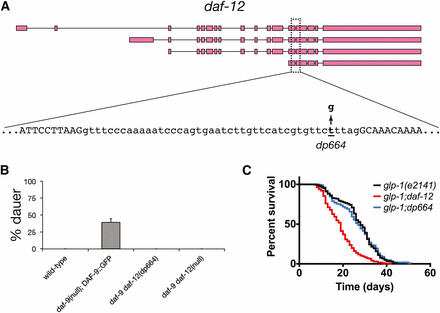 The daf-12(dp664) mutation reduces daf-12 activity. (A) Location of the daf-12(dp664) SNV in the daf-12 genomic locus. (B) daf-12(dp664) fully suppresses the dauer-constitutive phenotype of a daf-9 null mutation. Results shown are the composite of two independent experiments. (C) daf-12(dp664) does not suppress life span extension in animals lacking a germline. Results shown are the composite of three independent experiments.