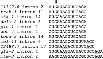 Examples of paired 3′ splice sites with a G at –5 in the octamer motif of the upstream site. AG dinucleotides used for splicing are underlined. All examples are supported by evidence from expressed sequence tags and/or whole transcriptome profiling reads. Sequences are aligned at the upstream splice sites, and the G residues at the –5 position are italicized and denoted by the arrow. Note the divergence of the upstream octamer motifs from the UUUUCAG/R consensus.