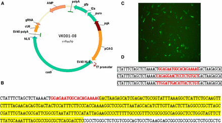 Construction of the CRISPR/Cas9 vector. (A) Schematic diagram of the CRISPR/Cas9 vector. (B) Sequencing results after an avian-derived U6 promoter was inserted into the vector. (C) GFP expression after DF-1 cells were transfected with VK001-08. (D) Sequencing results after gRNA was inserted into the vector.