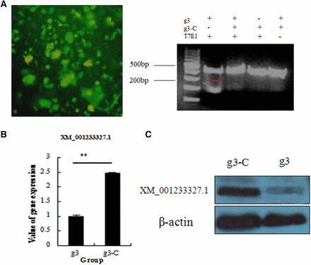 CRISPR/Cas9-mediated gene deficiency in chicken ESCs. (A) Effect of CRISPR/Cas9 plasmid transfection into chicken ESCs. Right: results of the T7EI assay indicate C2EIP gene knockout. (B) Results of qPCR and Western blot analysis show downregulated expression of the C2EIP gene and protein (** P < 0.01).