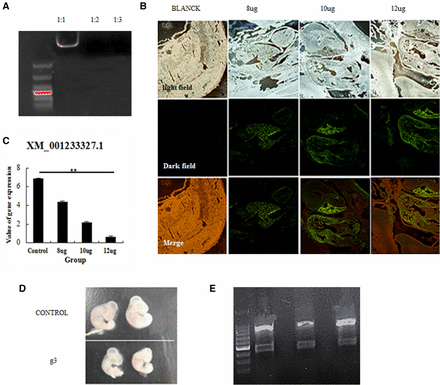 CRISPR/Cas9-mediated gene deficiency in chicken embryos. (A) PEI encapsulation of the CRISPR/Cas9 vector was evaluated by electrophoretic mobility shift assay. (B) Expression of the vector in chicken embryos, as assessed in frozen sections. (C) Downregulation of the C2EIP gene after microinjection with the CRISPR/Cas9 vector, as assessed by qPCR (** P < 0.01). (D) Comparison of microinjected and control chicken embryos. (E) Results of the T7EI assay showed cleavage products for three of the 20 chicken embryos.