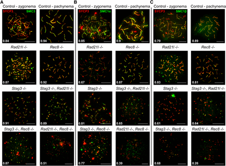 STAG3 is required for stable axial localization of meiosis-specific cohesins, but not the mitotic cohesins. (A–C) Example chromatin spread preparations from purified testicular germ cells of control, Rad21l, Rec8, Stag3 single mutants, and the three possible double mutant combinations aged 15 d postpartum. Chromatin spreads were immunolabeled using antibodies against the SC lateral element protein SYCP3 (red), and either SMC3 (A), or SMC1α (B), or SMC1β (C), all of which are shown in green. Zygotene and pachytene stages are depicted for control, and typical examples for each mutant are given. The numbers within each chromatin spread represent the average Manders’ colocalization/overlap coefficient for each cohesin component within the SYCP3 axes (N = 25 chromatin spreads per strain). Scale bars = 10 µm.
