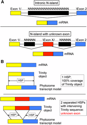 N-islands annotated as intronic can contain hidden exons: the separated high-scoring pair (HSP) test. (A) Top: Gene discovery algorithms confronted with blocks of unknown sequence (‘N-islands’) between likely exons are obliged to interpret the N-island as entirely intronic (since otherwise the algorithm would have to posit splice acceptors, donors, and exonic sequences entirely composed of ‘N’). If this assignment is correct, then the mature mRNA will seamlessly join exon 1 to the left, and exon 2 to the right, of the N-island. Bottom: the N-island could harbor an unknown exon X, incorporated into mRNA between exons 1 and 2. (B) ‘Trinity objects’ are produced by de novo assembly of RNAseq reads (Grabherr et al. 2011). Top: if such an object is derived from an exact exon 1–exon 2 splice, then it will align in one continuous HSP in BLASTN analysis to the predicted set of mature transcripts. Bottom: in the case where an N-island contains a hidden exon (A, bottom), the Trinity object assembled from the mRNA should have two HSPs separated by Trinity object sequence; the extra sequence is equivalent to exon X.
