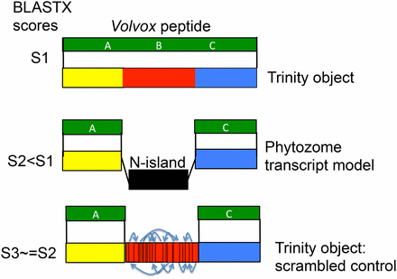Authentic missing exons can encode evolutionarily conserved sequence: the Volvox BLASTX test. Assume that a Trinity object, but not the most closely related Phytozome transcript model, contains a hidden exon (Figure 1). Volvox is a close relative to Chlamydomonas. If BLASTX of the Trinity object against Volvox gives a score, S1, due to alignment to segments A, B, and C, then BLASTX of the corresponding best-hit Phytozome model (A–C) will give a score S2 < S1, due to lacking alignment from the middle segment lost in the N-island. As a control, scrambling the intervening sequence from the Trinity object (random permutation of the amino acid sequence) should eliminate any scoring advantage, yielding score S3 ≈ S2 < S1.