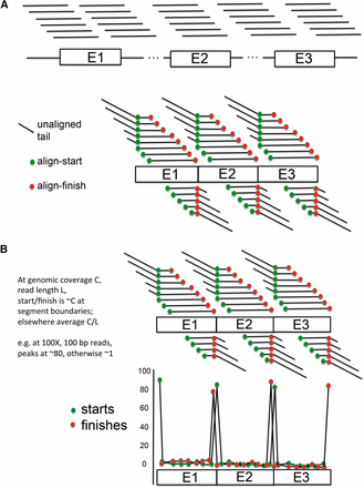 Local alignment of genomic reads to transcripts gives a signature for junctions of discontiguous genomic encoding segments. (A) Tiled Illumina reads derived from the genome covering discontiguous segments E1, E2, and E3 (top) are aligned locally (not requiring alignment across the complete read) to the fused structure E1–E2–E3 (bottom). These reads have starting and finishing positions of alignment to the E1–E2–E3 structure (green and red dots). (B) The result for random starts and finishes of reads in the genome is a huge enrichment of start positions at the beginnings of the genomically discontiguous segments E1, E2, and E3, and for alignment finishes at the ends of E1, E2, and E3 (top). This enrichment is on average the read-length (e.g., 100 × for 100-bp reads). The plot of starts and finishes of alignments by position then yields a highly sensitive indicator of the segment boundaries.