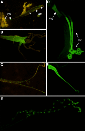 Expression pattern of CG7589 in third instar larvae (A–C) and adults (D–F). Larvae: (A) GFP expression in the larval salivary gland, in secretory cells (sc) and in the imaginal rings (imr), (B) anterior portion of the midgut, and (C) malpighian tubules. Adults: (D) GFP expression in the salivary glands (sg) directly following the salivary duct cells, and the early midgut (mg), (E) the stellate cells of the malpighian tubules, and the (F) male ejaculatory duct. GFP, green fluorescent protein.