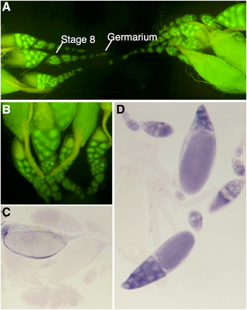 Expression pattern of CG6927. (A and B) Adult female germline. GFP is localized to the nuclei of the nurse cells of oocytes from early on in oocyte development. (C and D) In situ hybridization of CG6927 in female reproductive tissue of adult D. melanogaster. (C) Negative control using sense probe for CG6927. (D) Positive staining observed in nurse cell cytoplasm using antisense probe for CG6927. GFP, green fluorescent protein.