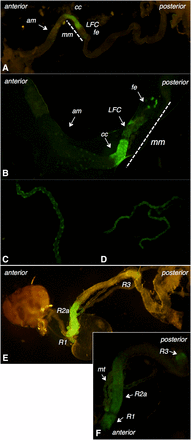 Expression pattern of CG11340. (A and B) The third instar larval midgut, (am- anterior midgut; mm- middle midgut). GFP expression is localized primarily to the middle midgut, divided into cc (copper cells), LFC (large flat cells), and fe (iron cells). (C and D) Malpighian tubule expression in third instar larvae (C) and adults (D). (E and F) The adult midgut. GFP expression is localized to regions R1, R2a, and R3 (50). Also shows malpighian tubules (mt). GFP, green fluorescent protein.