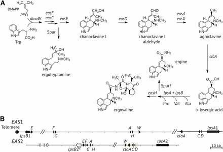 Ergot alkaloid pathway and genes. (A) Summary of the ergot alkaloid biosynthesis pathway showing major intermediates and products. Arrows are labeled with genes that direct those steps in the pathway. Details for the biosynthesis of spur products, ergotryptamine and ergine, are unknown. The L-amino acids are labeled by their standard three-letter codes. DMAPP, dimethylallyl diphosphate. (B) Ergot alkaloid gene clusters EAS1 and EAS2 in E. coenophiala e19. Names of eas genes and dmaW are abbreviated to their final capital letters. The lpsB2 pseudogene, which has an inactivating frame-shift mutation, is shown as an open-box arrow. Genome sequencing confirmed linkage of lpsB1 and easE1 to a telomere at the position shown. Hash marks indicate gaps in the assembly, but the putative genes orders shown are similar to those in the genome assembly of E. coenophiala strain e4163.