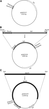 Plasmids constructed in this study. (A) A telomere repeat array and adjacent oligotag were introduced into pKAES215 to produce pKAES327, which has a β-lactamase gene for selection in bacteria. (B) A loxP-flanked hygromycin phosphotransferase gene (hph), downstream of the promoter of E. typhina tubB (gene for β-tubulin), was introduced into pKAES327 to give pKAES328. The loxP sites allow for Cre-mediated excision of the marker, a procedure that was not required in this study. (C) A 6944 bp fragment of the E. coenophiala e19 lpsA1 gene was introduced into pKAES328 to give pKAES329.