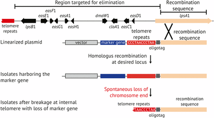 Schematic representation of the chromosome knockoff strategy for elimination of toxin genes. The plasmid is linearized by MluI digestion on the telomere-distal side of the recombination sequence, and then introduced into fungal protoplasts. Transformants are selected based on the selectable marker, such as the hph gene for hygromycin B resistance. If the plasmid has integrated by homologous recombination, genes between the recombination sequence and the chromosome end should be lost in the absence of selection because they are no longer linked to a centromere-containing chromosome. Subsequent breakage at the introduced telomere repeat array results in loss of the selectable marker and vector backbone, and the remaining telomere stabilizes the new chromosome end. Components of this diagram and intergenic regions are not drawn to scale.