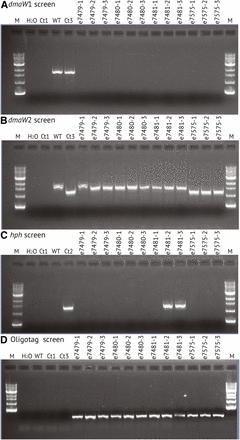 PCR tests of single-spore isolates of putative ∆EAS1-knockoff transformants. (A) Results of PCR with primers specific for dmaW1 from the EAS1 cluster. (B) Results of PCR with primers specific for dmaW2 from the EAS2 cluster. (C) Results of PCR tests for hph. (D) Results of PCR tests for the introduced oligotag linked to the lpsA1 remnant. Controls (see Florea et al. 2009) are: H2O = no template PCR control; WT = e19, with both dmaW1 and dmaW2; Ct1 = Epichloë uncinata e167, which lacks all EAS genes; Ct2 = E. coenophiala e7133, a derivative of e19 that possesses dmaW1 but has an hph cassette in place of a partial deletion in dmaW2; Ct3 = e7135, which is derived from e7133 by Cre-mediated elimination of the hph cassette.