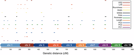 Distribution of QTL for kernel weight, size, and shape traits on genome. x-axis, the genetic distance (cM) of whole genome in NILs mapping population, and chromosomes 1–10 were labeled with different colors. The length of the QTL lines is proportional to the support interval length. Chr, chromosome; FFD, factor form density; L/W, length/width; NIL, introgression line; PC, principal component; QTL, quantitative trait loci; Wt50k, weight of 50 kernels.