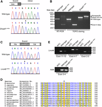 Mutations in Dnaaf1 and Lrrc48. (A) A chromatogram from Sanger sequencing showing a T > C mutation (asterisk) at the junction of exon 4 and intron. (B) RT-PCR result showing amplification of a fragment corresponding to exon 3–6 of Dnaaf1 (lanes 1 and 2). Multiple bands with incorrect sizes were detected in Dnaaf1m4Bei, indicating a splicing defect. Cloned RT-PCR products revealed abnormal transcripts with exon 4 skipping (lane 4, insert size 279 bp) or intron 4–5 insertion (lane 5, insert size 617 bp). The largest band (nonspecific) was not a Dnaaf1 transcript. (C) A chromatogram from Sanger sequencing showing a T > C mutation (asterisk) causing an amino acid change (Leu89Pro). (D) Multiple protein sequence alignment adapted from NCBI HomoloGene search result, including conserved leucine-rich repeat domains near the mutation. Leucine residues in the domain are highlighted in yellow. The leucine residue substituted in Lrrc48m6Bei mutants is shown in red (asterisk). Other conserved residues are marked in blue. (E) RT-PCR results using three different primer sets spanning the Lrrc48 transcript. All amplified weaker bands from the mutant. Actb (Beta-actin) was used as a control. NCBI, National Center for Biotechnology Information; NTC, no template control; RT-PCR, reverse transcription polymerase chain reaction.