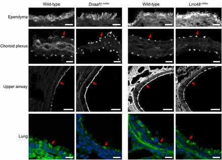 The presence of cilia in the mutants. Cilia in ependyma and choroid plexus of the brain, upper airway, and lung were visualized by anti-ARL13B immunostaining (gray or green). The nuclei were stained using Hoechst (blue). Red arrows indicate representative cilia. Scale bars: ependyma, choroid plexus, and lung, 10 μm; upper airway, 50 μm.