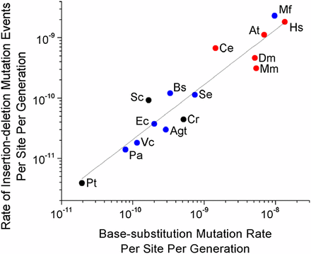 Relationship between the rate of indel events per site per generation (uid), and the base-substitution mutation rate per site per generation (ubs). Regression: log10(uid) = –1.56(0.74) + 0.91(0.08) log10ubs (r2 = 0.90, P = 4.13 × 10−8, d.f. = 13). SE measurements are shown in parentheses. Blue circles represent eubacteria, red circles multicellular eukaryotes, and black circles unicellular eukaryotes, with all data summarized in Table 1.