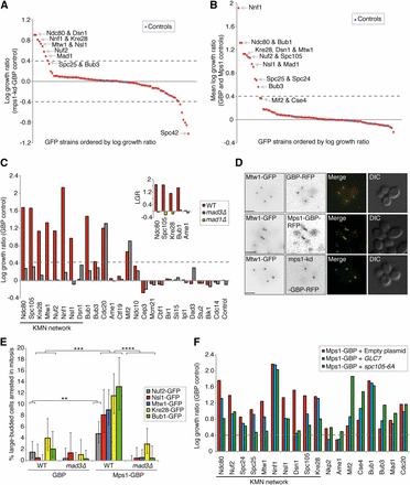 Mps1 recruitment to the KMN network results in a growth defect. (A) Mps1-GBP and a kinase-dead control (mps1-kd-GBP) were transferred into the 88 kinetochore-related GFP strains. A number of GFP strains show growth defects, including most members of the KMN network of proteins. The strains labeled ‘Controls’ in blue are an untagged BY4741 strain (File S4). (B) We also compared Mps1-GBP with two other controls (Mps1 or GBP alone), and all of the KMN network of proteins produce a growth defect (File S4). (C) We deleted the MAD3 gene in 25 of these GFP strains and repeated the assay with Mps1-GBP compared with GBP alone. (Inset) We also deleted MAD1 in several GFP strains. The KMN-Mps1 (and Bub1) SPIs are all suppressed by deletion of MAD3 and MAD1 (except Dsn1). LGR, log growth ratio. (D) Fluorescence image analysis confirms the colocalization of Mps1 with the KMN protein Mtw1; scale bars are 5 µm. (E) Cell cycle progression analysis of Mps1 SPIs. Colonies from the SPI assay were grown in culture overnight, imaged the following day with fluorescent microscopy, and cells counted (ranging from 141 to 560 cells for each condition). The graph shows the percentage of large-budded cells with two GFP-kinetochore foci in close proximity. Large-budded cells with separated kinetochore foci were discounted. Statistical analysis was done using Fishers exact test; **** p < 0.0001. *** p < 0.001, ** p < 0.01. Error bars indicate 95% binomial C.I. (F) Mps1-GBP and the GBP control were transferred into the 88 kinetochore-related GFP strains. In addition, three separate plasmids were also transferred simultaneously into these GFP strains, one empty, one with pCUP1-GLC7, and the third with pGALS-spc105-6A. The graph shows a selection of the resulting data, and shows that both increased expression of GLC7 (blue bars), and overexpression of spc105-6A (green bars), suppress the Mps1 SPI growth phenotype specifically at the KMN network compared to the empty plasmid (red bars).