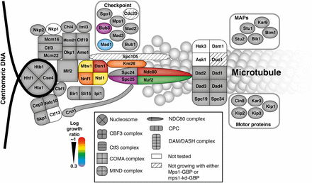 Map of Mps1 kinetochore SPIs. A schematic of the kinetochore proteins illustrates those proteins that when associated with active Mps1 lead to growth arrest. These proteins are predominantly within the KMN network of mid to outer kinetochore proteins, adjacent to Spc105. The strength of the SPI is color-coded, red strongest, purple weakest.