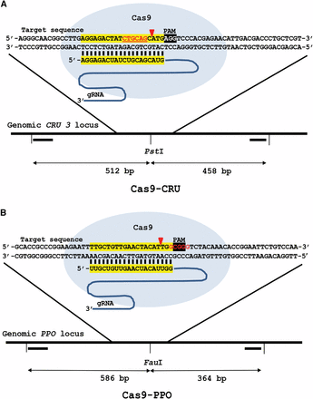 CRISPR/Cas9 endonucleases for DSB induction in CRU3 and PPO. Cas9-CRU (A) with its protospacer in the CRU3 locus and Cas9-PPO (B) with its protospacer in the PPO locus are shown. sgRNA DNA binding sequences are highlighted in yellow, the PAM sequence is highlighted in black and the PstI and FauI restriction sites are shown in red lettering. The primers (▔) used to amplify the target regions and the sizes are indicated. Red arrows indicate the position of DSB induction.