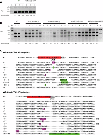 CRISPR/Cas9 endonucleases-induced mutagenesis. (A) The CRU3 target site was amplified using undigested genomic DNA from untransformed wild-type seedlings and Cas9-CRU-transformed T2 seedlings and digested with PstI. (B) The PPO target site was amplified from untransformed wild-type seedlings and Cas9-PPO-transformed T2 seedlings of wild-type and ku80, parp1 parp2 (p1p2), and ku80 parp1 parp2 (k80p1p2) mutant plant lines and digested with FauI. M is the 1 kb DNA marker, with sizes of the bands at the left, and the % resistant bands is shown below the lanes. (C) Sequences of CRU3 and PPO targets from Cas9-CRU transformant #2 and Cas9-PPO transformant #7. The sgRNA protospacer is in red, PAM sequence is in gray, restriction sites are underlined, deletions are shown by dashes, insertions are in green, and microhomologies used for repair are in purple. Number of multiple clones with the same sequence are shown at the right. Numbers are length of deletions (−) and insertions (+).
