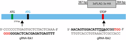Schematic representation of the lbk gene, positions of gRNAs, and knock-in cassette. We selected two guides: one at the N-terminus between two putative start sites on the antisense strand (bottom), gRNA-lbk1, and the other overlapping the termination codon on the sense strand (top), gRNA-lbk2. The gRNA sequences are shown in black with PAM sites in red, while gray indicates the complementary sequence. The underline in gRNA-lbk2 indicates the termination codon. The knock-in cassette consisted of a 225 bp 3xFLAG-3XHA flanked by 387 and 384 bp lbk homology arms. The length of genomic lbk from the first putative ATG start codon to the TGA stop codon is 4629 bp.