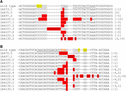 CRISPR-induced mutations in lbk. Sequence alignments of wild-type lbk in transgenic nos-Cas9 flies and some representative lines of the ebony-enriched jackpot lines containing indels in genomic regions lbk-1 (A) and lbk-2 (B). The PAM sequence is highlighted, with genomic targets underlined. The number of base pairs deleted [−#], inserted [+#] and/or substituted [#] are indicated in brackets. A total of 120 balanced lines were sequenced (235 sequences for the two genomic regions); additional sequence alignments are in Figure S2. The stop codon in lbk-2 in this and subsequent figures is shown in red text.