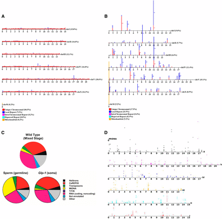 Data analysis. (A and B) are chromosomal maps of aligned reads in total genomic DNA (G) and eccDNA (Gexo, extrachromosomal circular DNA), respectively. Reads are categorized as: unique, local repeats, intrachromosomal repeats, and dispersed repeats. The graphs show unique reads and focal repeats only, as dispersed repeats cannot be mapped to one location. (C) Whole-genome distribution of sequence classes in eccDNA fractions from WT animals, C. elegans sperm, and animals lacking germline cells. (D) Our methodology applied to glp-1 animals (somatic adults). This map shows uniquely mapped areas on each chromosome that are significantly enriched in the circular pool {1-kbp intervals with enrichment assessed through Bayes maximum-likelihood [minimum of twofold enrichment with a default false discovery rate of 0.05/(2*number of genes)]}. This plot shows only reads that map uniquely to the genome. Position of the colored circle on the y-axis for each interval is proportional to the degree of enrichment.