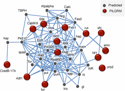 IMP analysis indicates high network connectivity of Gug and known memory genes. Visual representation of a gene network utilizing our positive standards from Figure 1 with gug shows a high degree of network connectivity. Lines indicate a minimum relationship confidence of 0.85.
