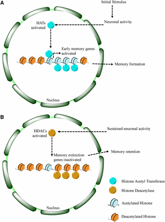 Proposed model for histone deacetylation in memory retention. Model for learning and memory shows a role for Gug. At the start of memory formation, histone acetylases are upregulated following neuronal stimulation, promoting upregulation of transcription of memory related genes (A). Following memory consolidation, these gene sites on chromatin may become deacetylated, in addition to memory extinction genes, to promote memory retention (B).