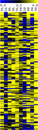 Mutant cells display variation in their ability to filament in distinct inducing conditions. Mutant strains were scored for their phenotype in filament-inducing and noninducing media. Strains were scored from 4 (bright yellow) representing the wild-type phenotype, to 0 (bright blue) representing a mutant phenotype in each respective media. Filament-inducing conditions included liquid or solid FBS (FL and FS, respectively), liquid or solid Lee’s (LL and LS, respectively), liquid or solid RPMI (RL or RS, respectively), and liquid or solid Spider (SL and SS, respectively). Scores of 4 (bright yellow) in these conditions represented wild-type filamentation and scores of 0 (bright blue) represented afilamentous cells. Noninducing conditions, YL and YS (liquid and solid YPD), were scored from 4 (bright yellow) representing a wild-type, nonfilamentous phenotype to 0 (bright blue) representing fully filamentous cells. The score heatmap has distinct conditions shown in columns and individual mutant strain scores in rows. Score details can be found in Table S2.