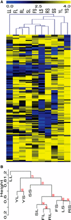 Clustering analysis of filamentation data shows a difference between filamentation in solid and liquid conditions. Hierarchical clustering analysis of the data in Figure 2 and Table S3 identified conditions with similar suites of mutant strains that exhibit filamentation defects. (A). A heat map showing relatedness of phenotypes between strains in each condition. Blue represents strains with phenotypic defects and yellow represents strains with phenotypes close to wild type in each condition. Conditions labels, across the top of the heat map, are the same as those used in Figure 2. Mutant strain phenotype of each of the 124 mutant strains tested is shown across each row. (B). The dendrogram of the hierarchical phenotypic clustering. Approximately unbiased (AU) P-values for each cluster are shown in red.