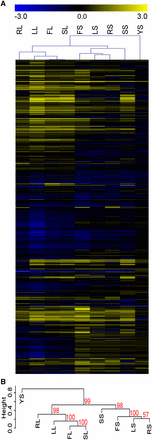 Clustering analysis of gene expression data shows a liquid/solid divide in gene expression. Hierarchical clustering was used to compare the expression of genes in distinct filamentation and control conditions. (A). Clustering revealed related gene regulation between conditions, as shown by the tree at the top of the heatmap. Gene expression was log2 transformed prior to clustering. Full details of the expression study are in Table S4. (B). A dendrogram of the hierarchical expression clustering. Approximately unbiased (AU) P-values for each cluster are shown in red.