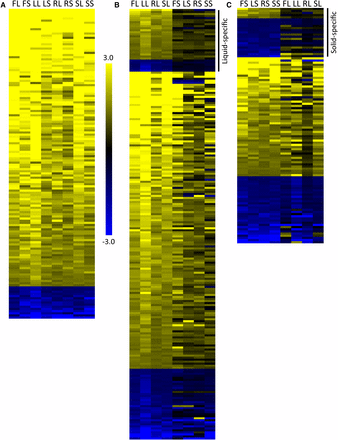 Gene expression analysis in filamentous conditions identifies three patterns of gene expression. Gene expression was measured by RNAseq analysis in each inducing and noninducing condition in triplicate with the YPD liquid used as the normalizing condition. The heat maps represent the average expression of genes in each condition, using the same labels shown in Figure 1. Expression in each condition was normalized by comparing FPKM values for each gene to the FPKM value of that gene in YPD liquid conditions. All data shown have been log2 transformed. (A) One hundred forty-four genes showed similar regulation patterns, with 129 genes upregulated and 15 genes downregulated, across all conditions. (B) Three hundred fifty-seven genes showed similar regulation patterns across all liquid conditions. The genes shown are those with liquid-specific profiles, indicated by the bar on the right, and genes with similar expression patterns in at least one solid condition. (C) Two hundred fifty-three genes showed similar regulation patterns across all solid conditions. The genes shown are those with solid-specific profiles, indicated by the bar on the right, and genes with similar expression patterns in at least one liquid condition. The genes similarly regulated in all conditions were not included in B and C. Gene identifications and expression levels are shown in Table S5. Data for the full set can be found in Table S2.