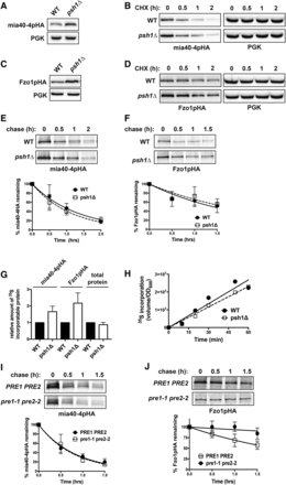 Loss of Psh1p affects the steady-state levels of mia40-4pHA and Fzo1pHA, without affecting their rates of turnover or total cellular protein levels. (A) The steady-state protein level of CEN plasmid-expressed mia40-4pHA was assessed at 37° in WT and psh1Δ cells by immunoblotting with HA antibody. PGK serves as a control for equal loading. (B) CHX chase for the indicated times assessing turnover of mia40-4pHA expressed from a CEN plasmid in WT and psh1Δ yeast cells. Proteins were detecting by immunoblotting. (C) The steady-state protein levels of Fzo1pHA, analyzed as in (A) except at 30°. (D) CHX chase of Fzo1pHA, analyzed as in (B) except at 30°. (E) Representative 35S pulse-chase analysis to assess turnover of mia40-4pHA in WT and psh1Δ cells at 37° at the indicated time points. The mean of three independent experiments is graphed below, with error bars depicting the SD. (F) Representative 35S pulse-chase analysis of the turnover of Fzo1pHA in WT and psh1Δ at 30° at the indicated time points, analyzed and graphed as in (E). (G) Quantification of 35S incorporated into mia40-4pHA, Fzo1pHA, or total protein during a 30-min pulse with 35S-labeled methionine/cysteine in psh1Δ and WT strains. Values were normalized to the incorporation in the WT strain. The average and SD of three independent experiments is shown. (H) The rate of total protein synthesis in WT and psh1Δ strains was measured by analyzing 35S methionine/cysteine incorporation into total protein relative to cell density (OD600) over time. (I) Representative 35S pulse-chase analysis of the turnover of mia40-4pHA in a pre1-1 pre2-2 proteasome mutant strain and its PRE1 PRE2 isogenic WT strain, analyzed and graphed as in (E). (J) Representative 35S pulse-chase analysis of the turnover of Fzo1pHA in a pre1-1 pre2-2 proteasome mutant strain and its PRE1 PRE2 isogenic WT strain, analyzed and graphed as in (F).