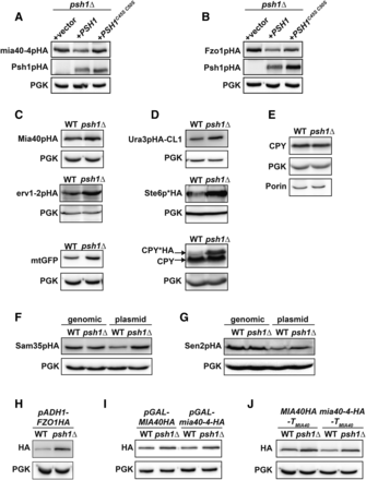 Loss of Psh1p or its ubiquitin ligase activity affects the steady-state levels of many proteins when expressed from plasmids, but not when expressed from the chromosome. (A, B) The steady-state protein levels of CEN-plasmid expressed mia40-4pHA (A) or Fzo1pHA (B) were analyzed in psh1Δ cells coexpressing either vector, WT PSH1HA, or RING domain mutant PSH1HAC45S C50S growing at 37° (mia40-4pHA) or 30° (Fzo1pHA) by immunoblotting with HA antibody. Anti-PGK serves as a loading control. (C) Levels of the mitochondrial proteins Mia40pHA, erv1-2pHA, and mitochondrial-targeted GFP (mtGFP) expressed from CEN plasmids in WT and psh1Δ cells were assessed in WT and psh1Δ cells at 30° as in (A). (D) CEN plasmid-expressed Ura3pHA-CL1, Ste6p*HA, and CPY*HA were analyzed in WT and psh1Δ cells at 30° as in (A) except CPY*HA was visualized using anti-CPY. (E) Chromosomal proteins (CPY, PGK, and Porin) were analyzed in WT and psh1Δ cells by immunoblotting using antibodies specific to these targets. (F, G). Sam35pHA (F) or Sen2pHA (G) expressed from either the genome or a CEN plasmid were analyzed in WT and psh1Δ cells at 30° as in (A). (H–J) CEN plasmid-expressed Fzo1pHA under control of the ADH1 promoter (H) or mia40-4pHA and Mia40pHA under control of the GAL10 promoter (I) or with the native MIA40 3′ untranslated region (J) were assessed in psh1Δ and WT cells at 30° (Fzo1pHA) or 37° (mia40-4pHA), as in (A).