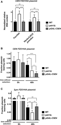Overexpression of Cse4p increases CEN, but not 2 μm, plasmid loss and does not affect plasmid DNA content under selective growth conditions. (A) Normalized DNA levels of CEN FZO1HA plasmid were detected by qPCR using two plasmid-specific primer pairs (FZO1HA and vector/LEU2 junction) on DNA harvested from WT cells, psh1Δ cells, or cells overexpressing Cse4p from the chromosome (pGAL-FLAG-CSE4) for 24 hr in selective media. LEU2 primers could not be used, as the mutated leu2-3,112 allele is present in the genome of these strains. DNA content was normalized to ACT1 levels and graphed as in Figure 4C. See Figure S3A in File S1 legend for further detail. (B) The fraction of CEN FZO1HA plasmid-bearing was analyzed as in Figure 4D after 0 and 48 hr growth in media without selection for the CEN plasmid. Cells were grown in medium containing galactose for 24 hr prior to the shift to nonselective medium, and galactose induction was continued during growth without selection. Error bars represent the SD of at least three biological replicates. (C) The fraction of 2 μm FZO1HA plasmid-bearing WT cells, psh1Δ cells, or cells overexpressing Cse4p from the chromosome (pGAL-FLAG-CSE4) was analyzed as in (B) For (A–C) P-values are calculated from a two-tailed t-test; * P < 0.05, ** P < 0.01, *** P < 0.001, **** P < 0.0001, and ns = P > 0.05.