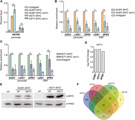 Sum1 and Hst1 are depleted from middle sporulation genes in set1Δ cells. (A) chIP with anti-MYC from wildtype and set1Δ cells with either Sum1-MYC or Hst1-MYC expressed from their endogenous loci. A wild-type strain without an epitope tag (untagged) was used as a negative control. qPCR of immunoprecipitated DNA was performed with primers to amplify the promoter of NDT80, and percent input was determined as described in Materials and Methods. (B) chIP at additional loci for Sum1-MYC and (C) Hst1-MYC. The enrichment for either MYC-tagged protein is set at 1.0 for the wild-type strain, and relative enrichment for the set1Δ and untagged strains is shown. Percent input for chIP experiments is shown in Figure S4 in File S1. (D) Log2 fold-change of transcript levels for SUM1, RFM1, and HST1 in set1Δ cells relative to wild type grown under vegetative conditions. These data were obtained from RNA-seq analysis (Jezek et al. 2017). (E) Immunoblotting of Sum1-MYC and Hst1-MYC in wild type and set1Δ cells using anti-MYC. anti-Hxk2 is shown as a loading control. (F) Venn diagram indicating shared differentially expressed genes in set1Δ, sum1Δ, rfm1Δ, and hst1Δ cells. set1Δ data were obtained from RNA-seq results (Jezek et al. 2017), and data for the other mutants was obtained from previously published microarray results of cells grown under similar conditions (Kemmeren et al. 2014). For all panels, error bars represent SEM of three biological replicates. Asterisks represent p-values from unpaired t-tests (* ≤ 0.05, *** ≤ 0.001; not significant is shown as ns).