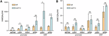Cells lacking Set1 show increased H4K5 acetylation at middle sporulation loci. chIP was performed using antibodies against H4K5ac (A) and H4K12ac (B) in wildtype and set1Δ mutants. The indicated promoter and ORF sequences were probed by qPCR of the immunoprecipitated DNA. The percent input for the H4K5ac and H4K12ac chIPs was normalized to the percent input of total H4 at the same regions. Error bars represent SEM for three biological replicates. Asterisks represent p-values from unpaired t-tests (* ≤ 0.05, ** ≤ 0.01, not significant is shown as ns).