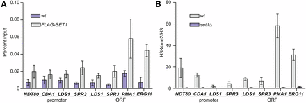 Set1 and H3K4me2 are not highly enriched at middle sporulation genes. (A) Anti-FLAG antibody was used for chIP from wildtype yeast or yeast expressing FLAG-Set1. qPCR of immunoprecipitated DNA was used to test enrichment of the indicated middle sporulation loci and positive control regions, the 5′ ORF of PMA1 and ERG11. Percent input is shown for three biological replicates. Error bars represent SEM. (B) chIP of H3K4me2 in wildtype and set1Δ mutants at middle sporulation genes and positive control regions. The percent input for H3K4me2 was normalized to total H3 at the same regions. Error bars represent SEM for three biological replicates.